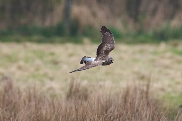 Juvenile male hen harrier