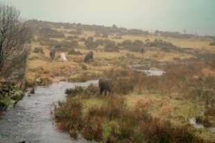 Dartmoor ponies grazing on the moor with a stream in the foreground